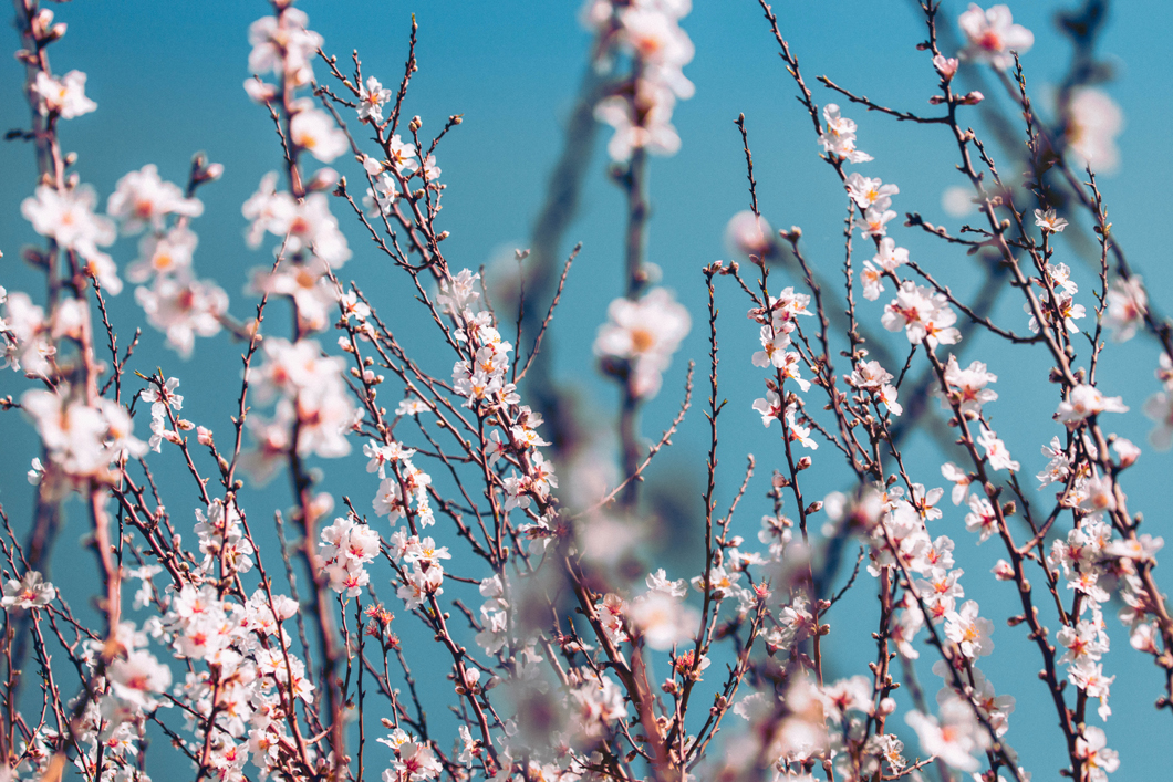 image of almond tree branch with pink flower blossoms.